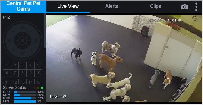 Doggy fashion daycare with cameras