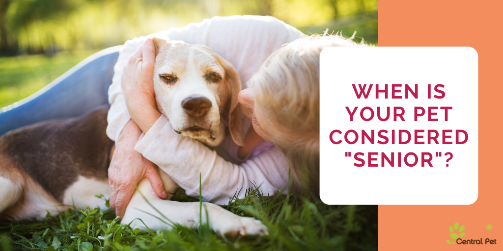 Caring for a Senior Pet | Central Pet Tucson, Arizona