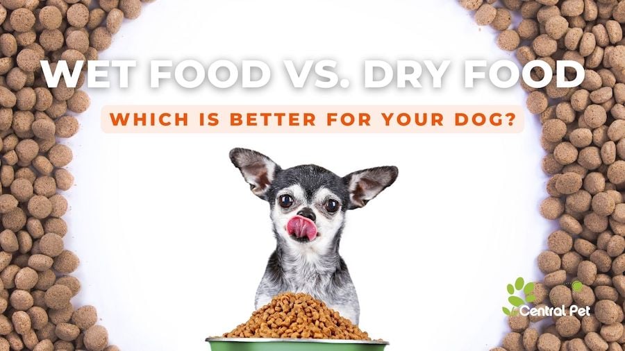 should i give my dog wet and dry food