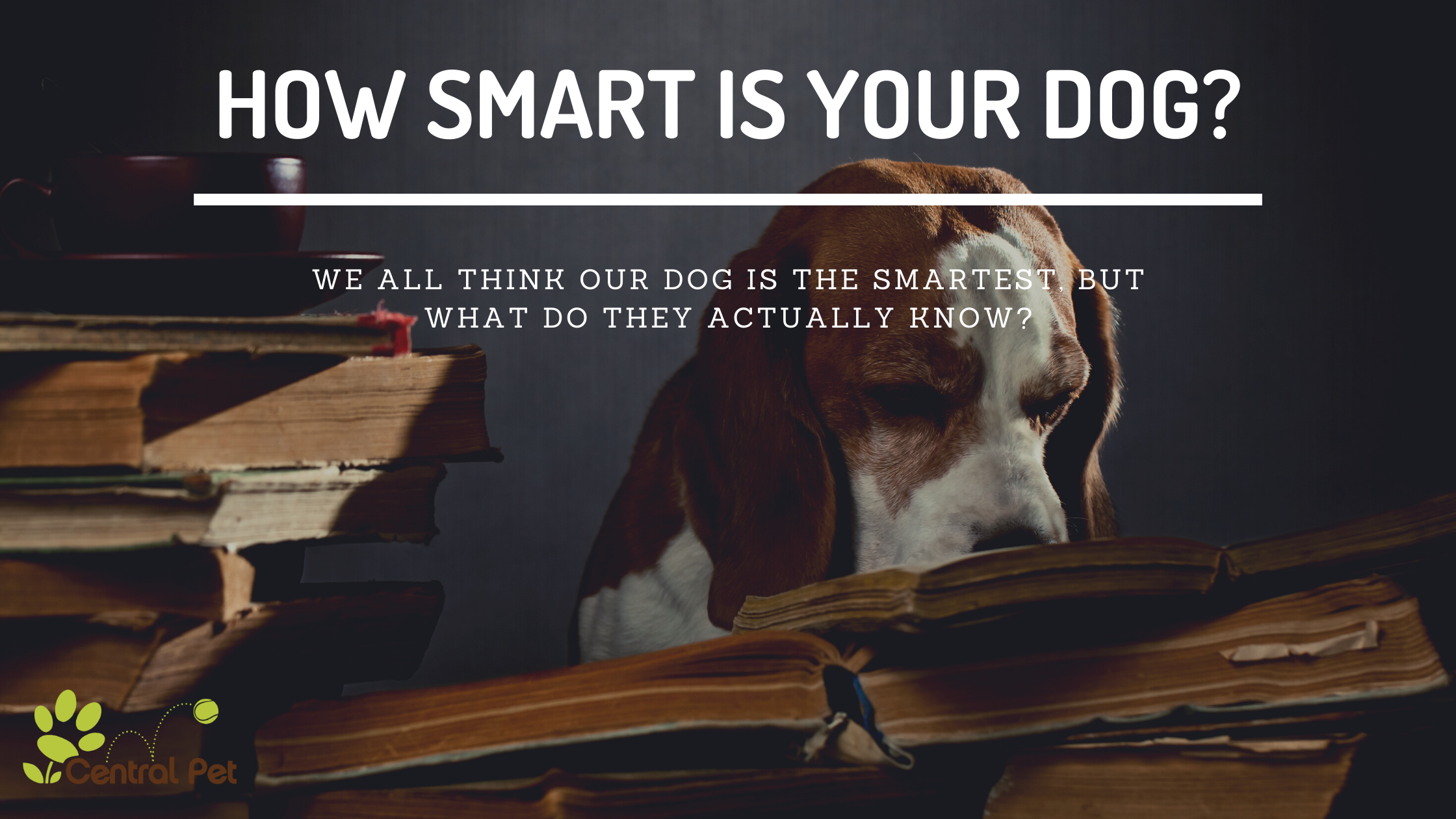 Dog intelligence: How smart is your dog?