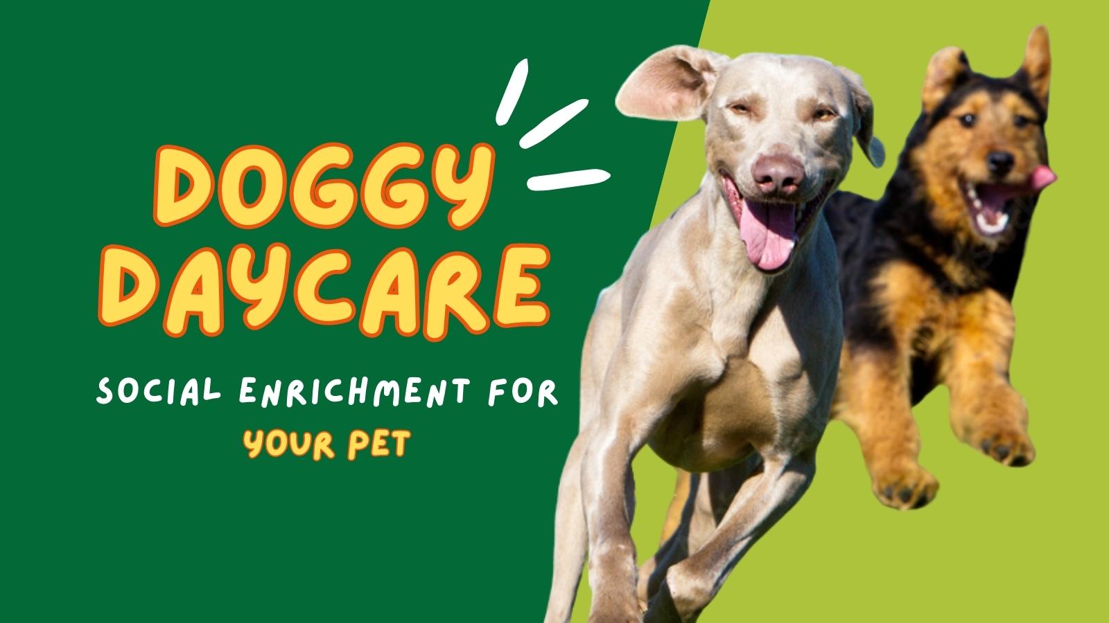 https://www.centralpetaz.com/hubfs/doggy-daycare-at-central-pet-az-social-enrichment-blog.jpg